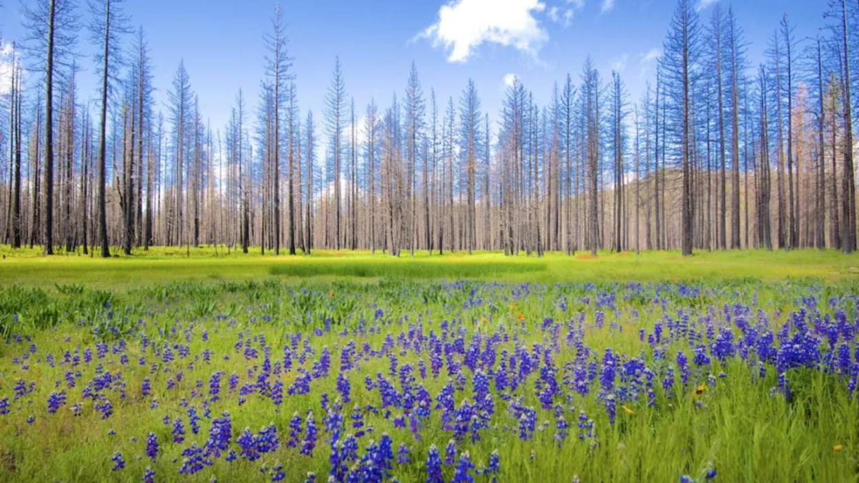 New Luxury Lake House In Pine Mountain Lake Close To Yosemite! Perfect For All Seasons! Great For Retreats, Getaways, Celebrations, And More! Гроувланд Екстериор снимка